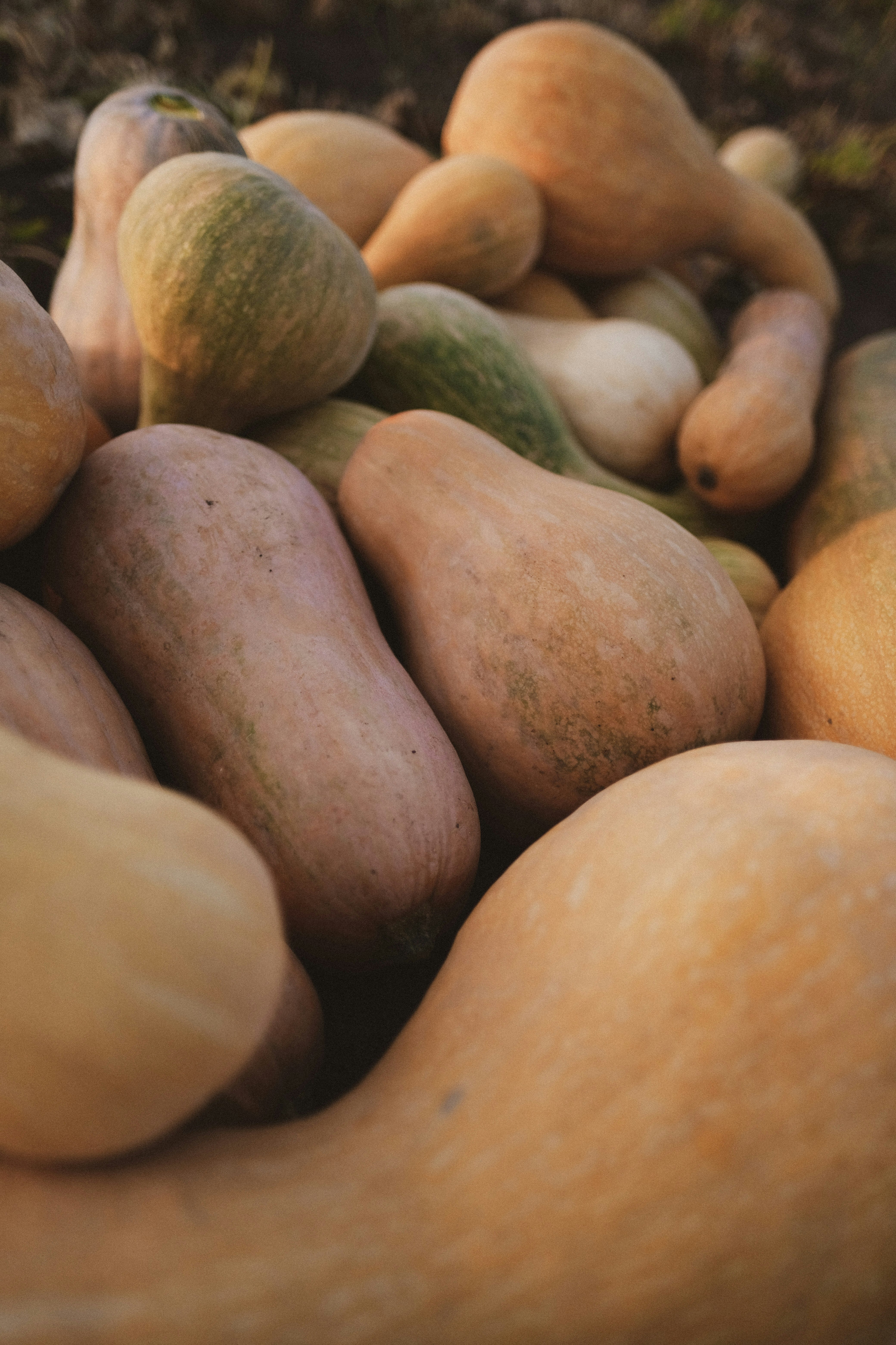 brown and green oval fruits